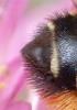 Megachile versicolor